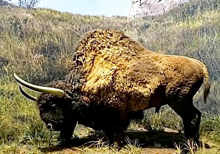 伏击之王打一生肖猜猜什么动物埋伏最厉害