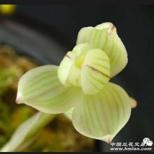 剑网3素冠荷鼎怎么获得 获取方法全解析