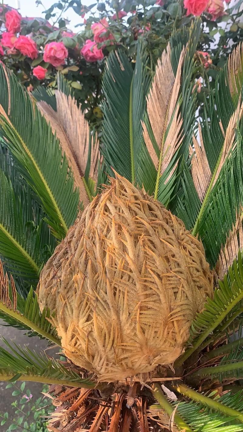 千年铁树开花结果需要多久 真相让人意外