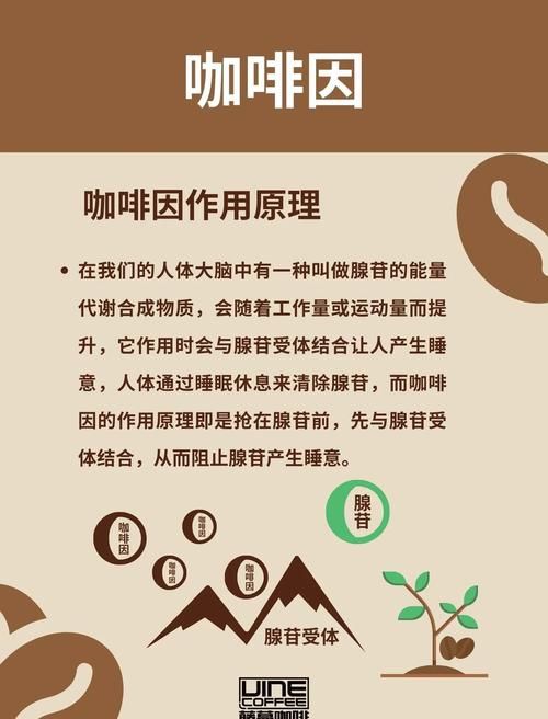 卡因是什么制成的 揭秘卡因的主要成分与制作过程