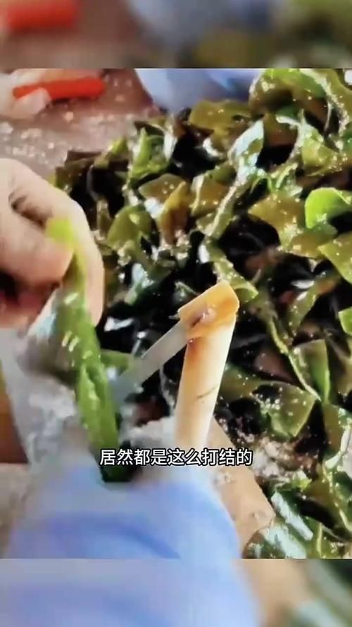 吃海带为什么打结海带打结背后的科学原理