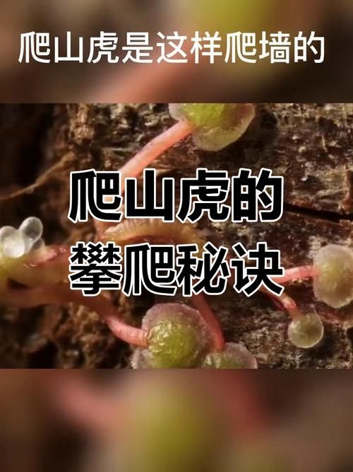 吃肉的植物爬山虎真的存在吗揭秘神奇植物世界