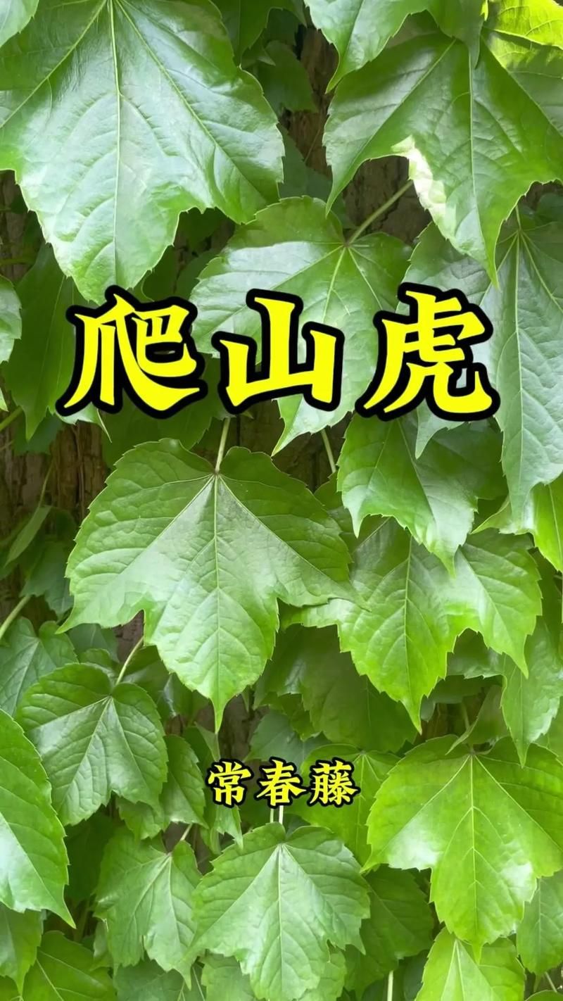 吃肉的植物爬山虎真的存在吗揭秘神奇植物世界