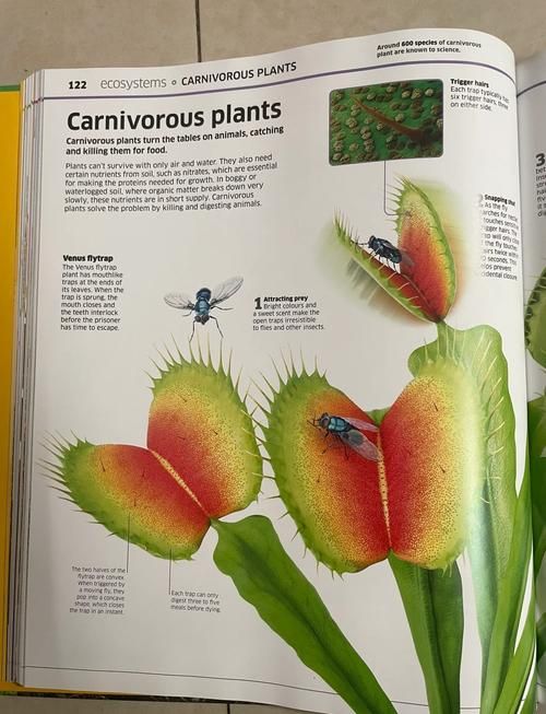 吃肉的植物爬山虎真的存在吗揭秘神奇植物世界