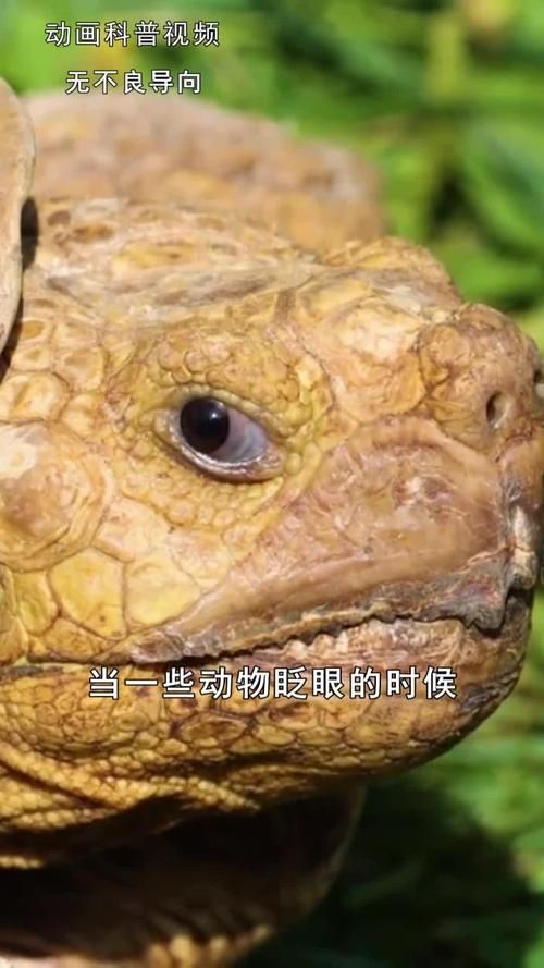 哪种动物不会眨眼揭秘这些神奇的小家伙