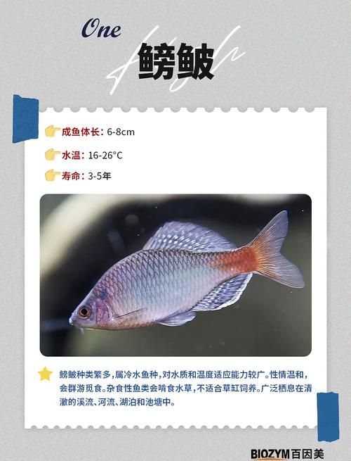 哪种鱼不属于鱼类 揭秘这些名字带鱼却不是鱼的生物