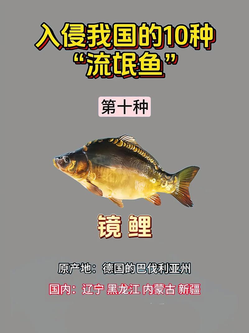 哪种鱼不属于鱼类 揭秘这些名字带鱼却不是鱼的生物