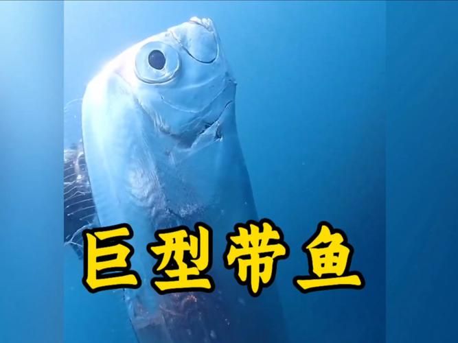 哪种鱼不属于鱼类 揭秘这些名字带鱼却不是鱼的生物
