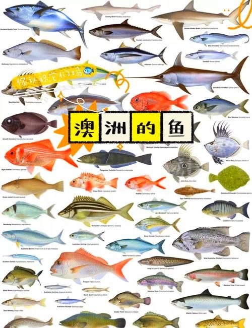 哪种鱼不属于鱼类 揭秘这些名字带鱼却不是鱼的生物