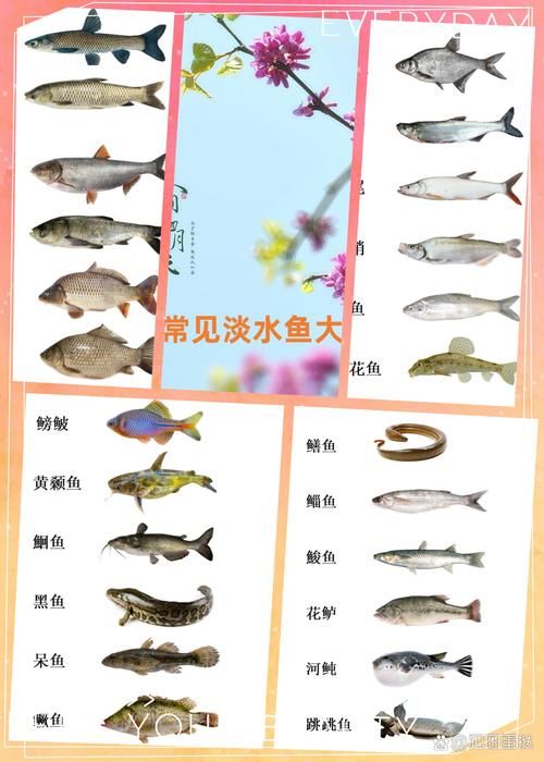 哪种鱼不属于鱼类 揭秘这些名字带鱼却不是鱼的生物