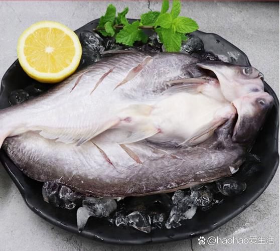 哪种鱼不属于鱼类 揭秘这些名字带鱼却不是鱼的生物