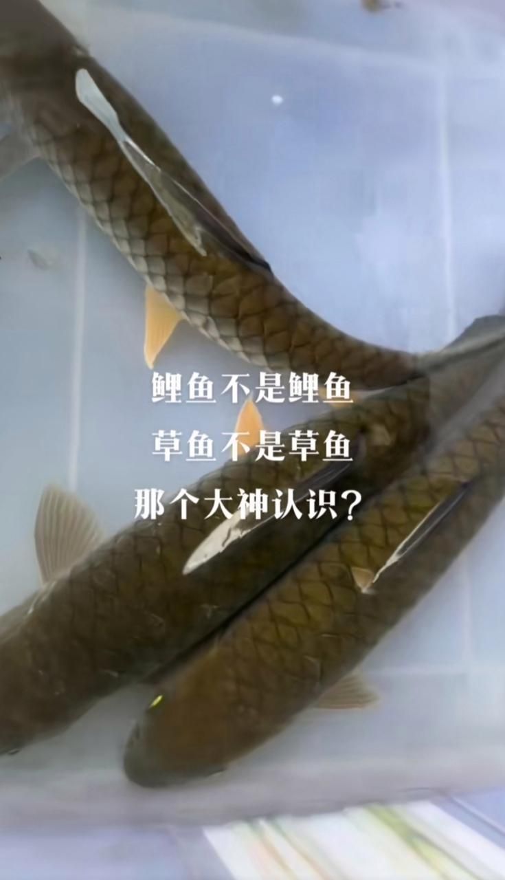 哪种鱼不属于鱼类 揭秘这些名字带鱼却不是鱼的生物