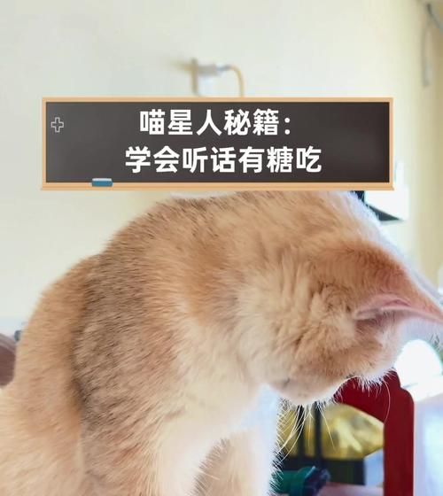 喵糖总动员怎么玩 完整玩法指南不容错过
