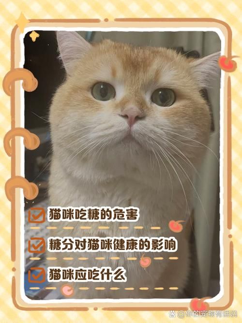 喵糖点数翻倍时间攻略 轻松掌握双倍技巧