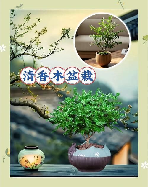 垂香木采集最佳地点 教你轻松获取材料