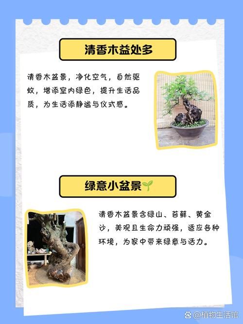 垂香木采集最佳地点 教你轻松获取材料