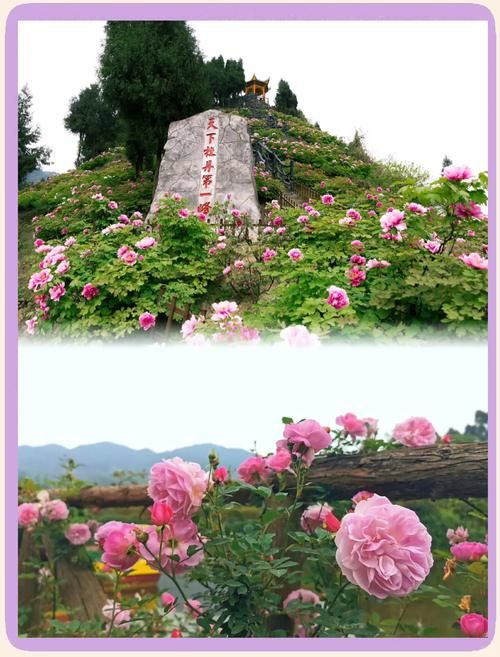 垫江牡丹樱花世界最佳观赏期 什么时候去最合适