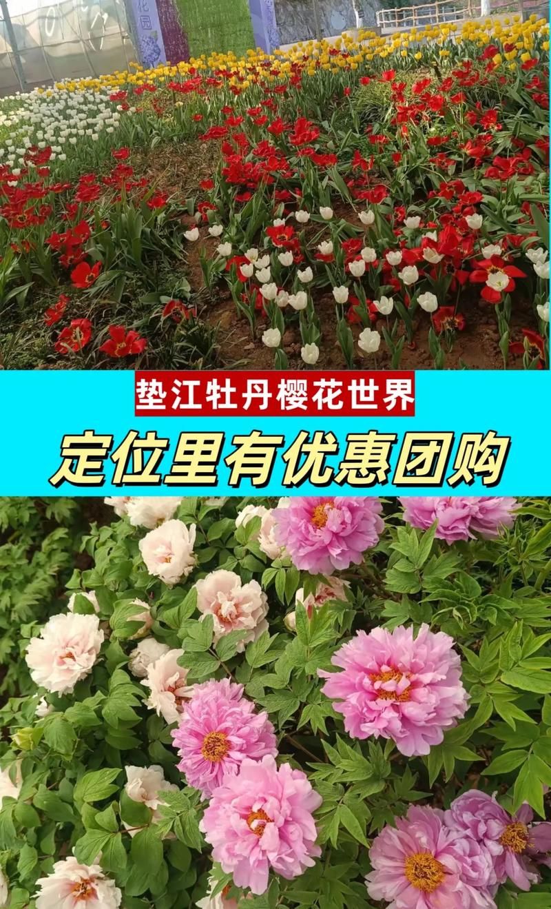 垫江牡丹樱花世界最佳观赏期 什么时候去最合适