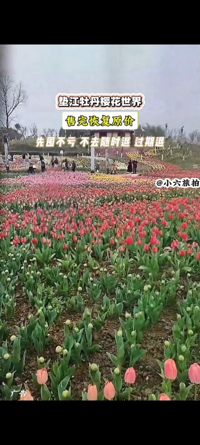 垫江牡丹樱花世界最佳观赏期 什么时候去最合适