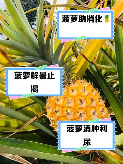 多吃菠萝什么意思揭秘菠萝的营养价值与功效