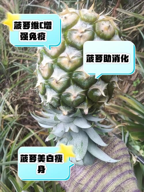 多吃菠萝什么意思揭秘菠萝的营养价值与功效