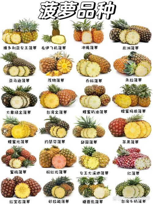 多吃菠萝什么意思揭秘菠萝的营养价值与功效