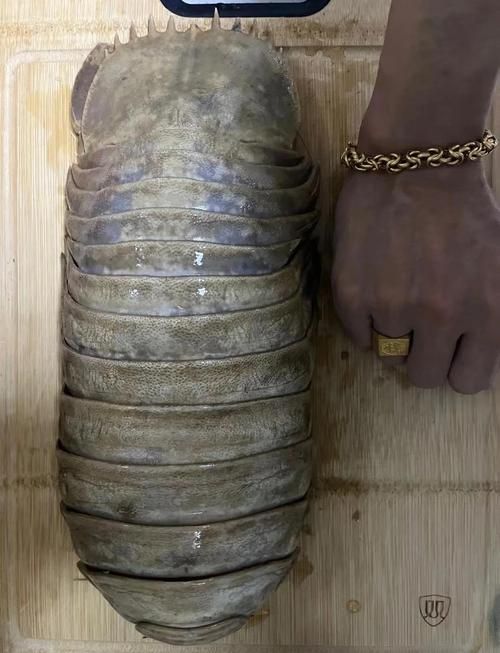大王具足虫能吃吗探索深海怪虫的食用可能性