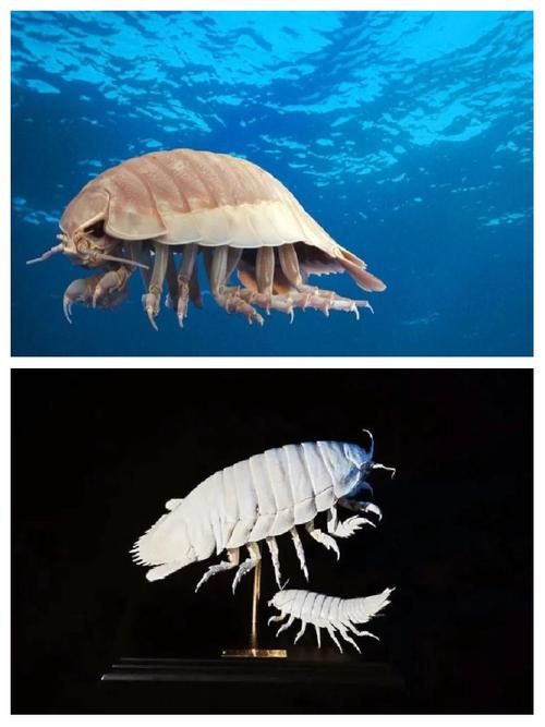 大王具足虫能吃吗探索深海怪虫的食用可能性