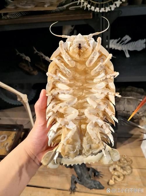 大王具足虫能吃吗探索深海怪虫的食用可能性