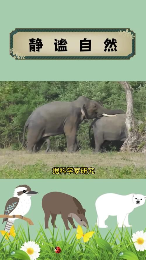 大象一般怀孕多久 揭秘大象超长孕期之谜