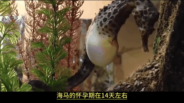 大象一般怀孕多久 揭秘大象超长孕期之谜
