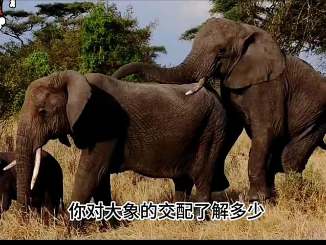 大象一般怀孕多久 揭秘大象超长孕期之谜