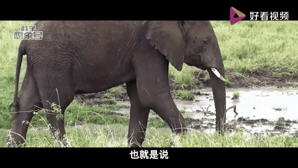 大象一般怀孕多久 揭秘大象超长孕期之谜
