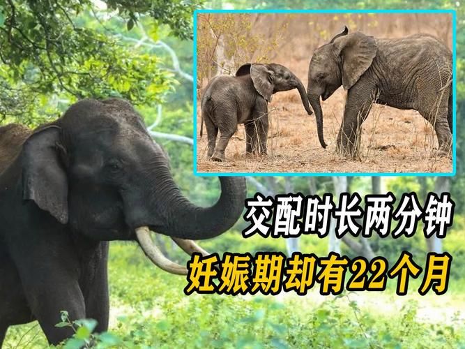大象一般怀孕多久 揭秘大象超长孕期之谜