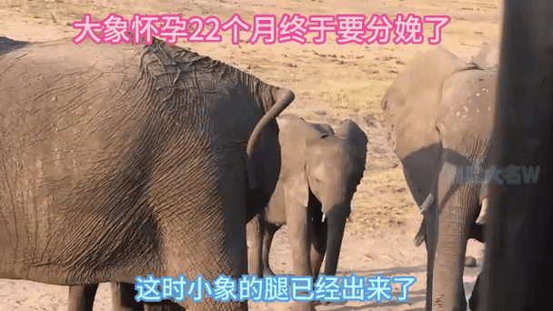 大象一般怀孕多久 揭秘大象超长孕期之谜