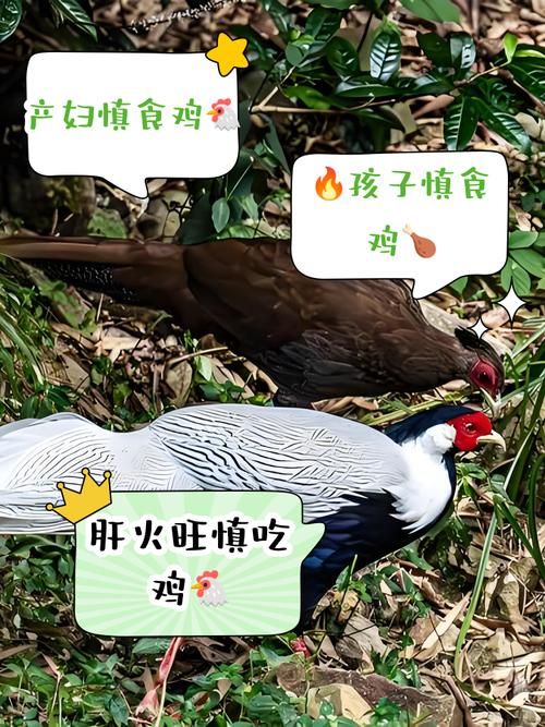 山鸡精要做大妖怪的五大必备条件