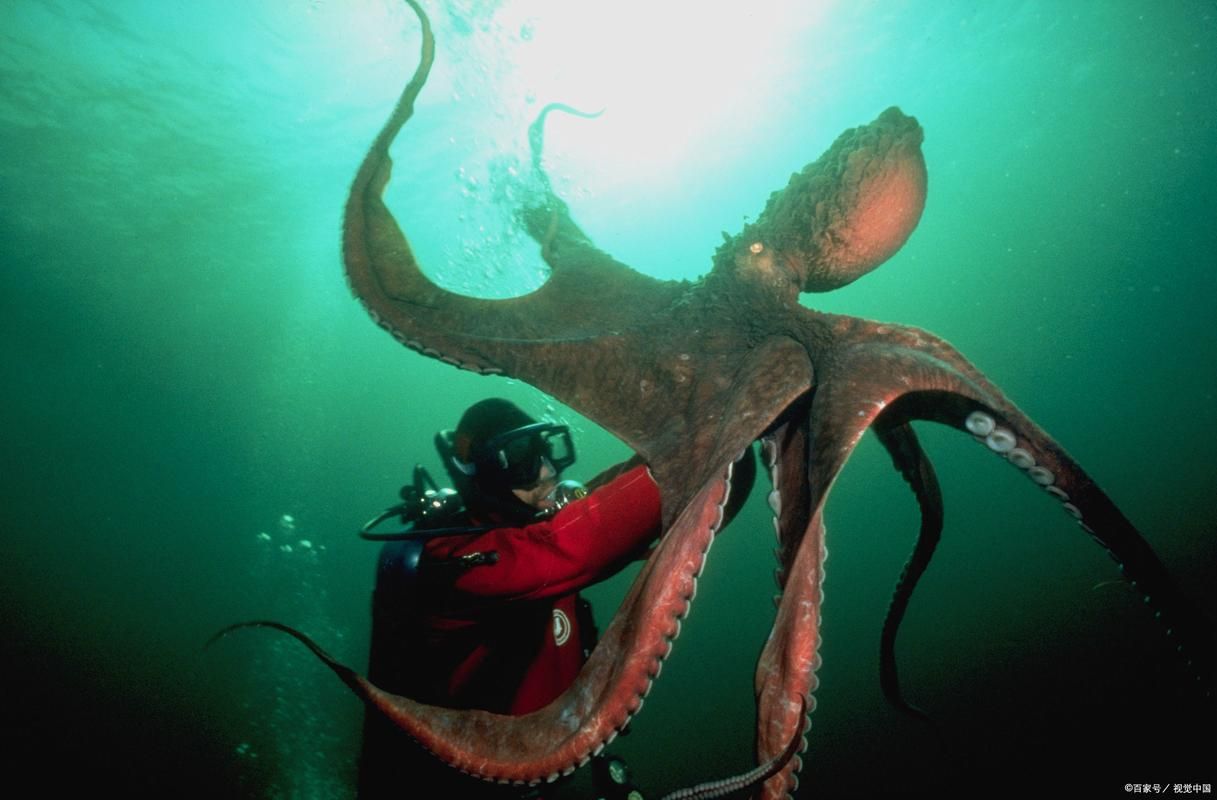 巨型黑章鱼的触须有什么特点 深海生物的神秘武器