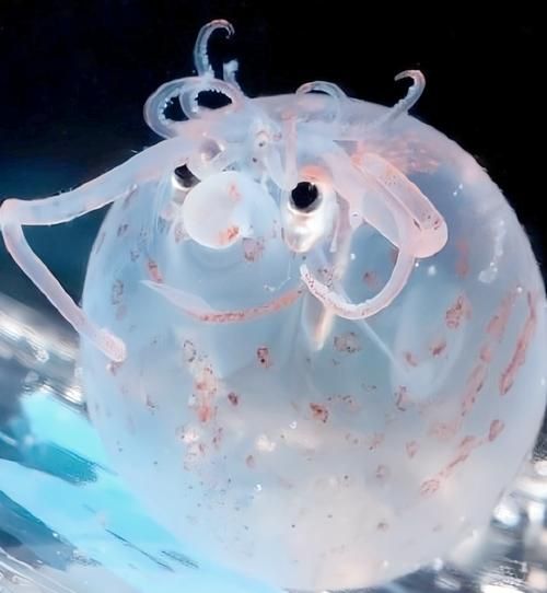 巨型黑章鱼的触须有什么特点 深海生物的神秘武器
