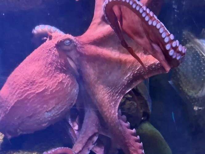 巨型黑章鱼的触须有什么特点 深海生物的神秘武器