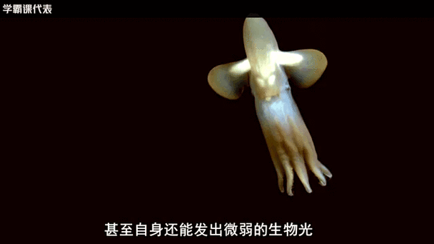 巨型黑章鱼的触须有什么特点 深海生物的神秘武器