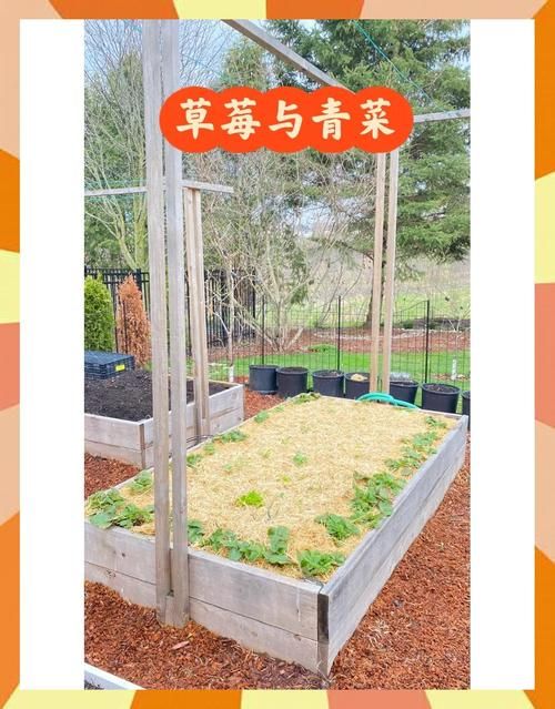 开心农场偷菜种菜心得 如何成为农场高手