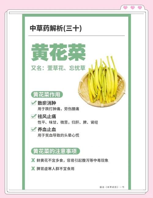 忘忧草成长人在线分享简单实用的种植技巧