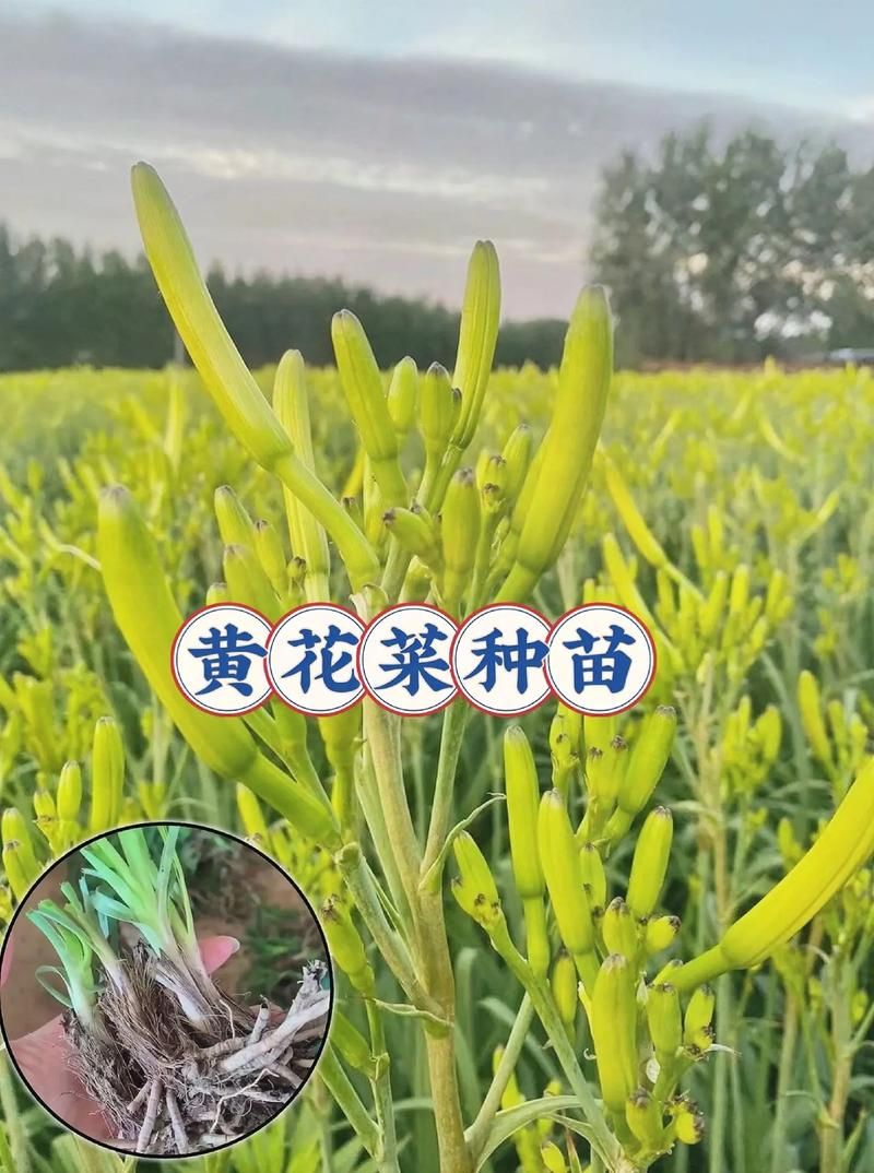 忘忧草成长人在线分享简单实用的种植技巧