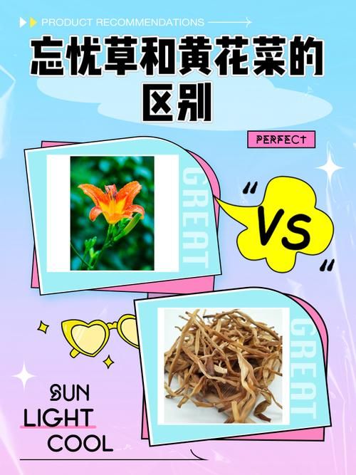 忘忧草成长人在线分享简单实用的种植技巧