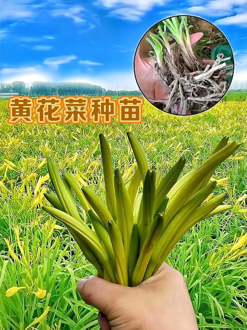 忘忧草成长人在线分享简单实用的种植技巧