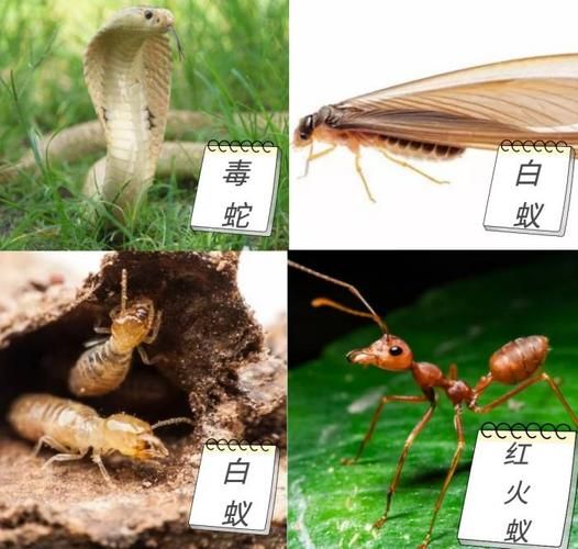 恐怖丛林生存攻略 遇到毒虫蛇蚁该怎么办