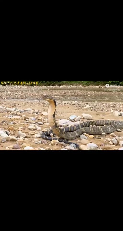 恐怖丛林生存攻略 遇到毒虫蛇蚁该怎么办