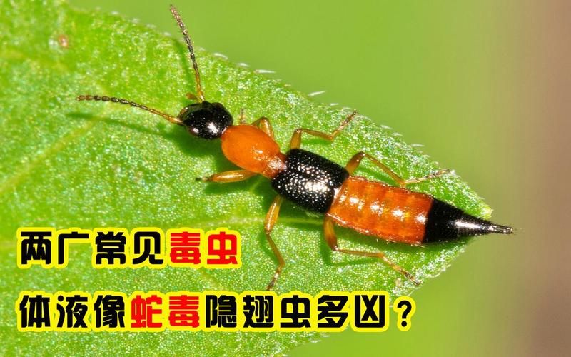 恐怖丛林生存攻略 遇到毒虫蛇蚁该怎么办