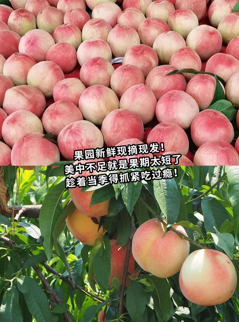 想桃子吃是啥意思原来这个梗这么有趣