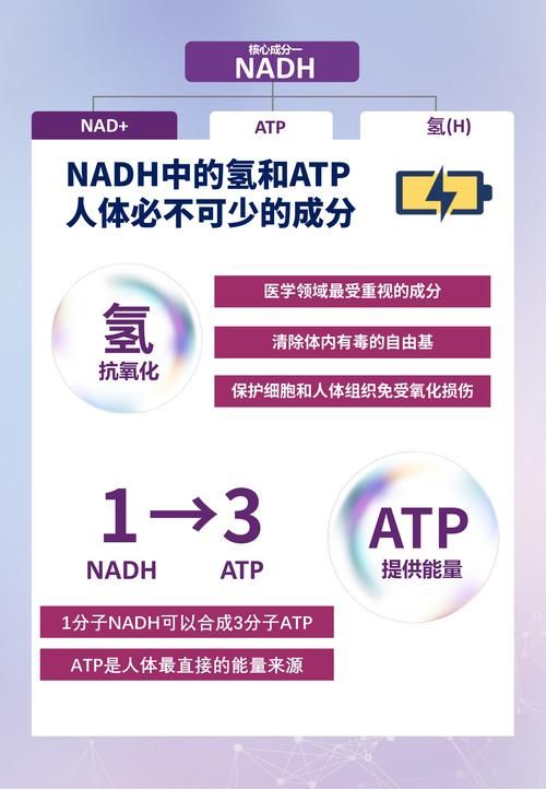 新手必看nadesico的入门指南和常见问题